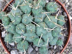 Tephrocactus rossianus XL, pot 11 cm
