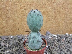 Tephrocactus geometricus pot 5,5 cm