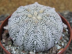 Astrophytum X Super Kabuto pot 6,5 cm
