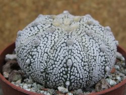 Astrophytum X Super Kabuto pot 6,5 cm - 12401261