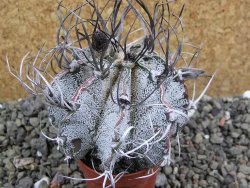 Astrophytum capricorne major pot 5,5 cm