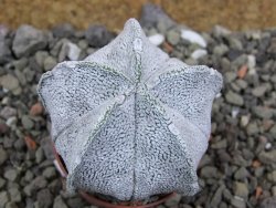 Astrophytum coahuilense snow (Super Coahuilense), pot 5,5 cm