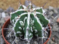 Astrophytum Dinosaur 5,5 cm (fukurio, Hannya)