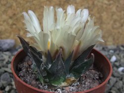 Ariocarpus trigonus horacekii Jaumave, Tam. pot 6,5 cm