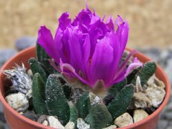 Ariocarpus scapharostrus Rayones, pot 5,5 cm