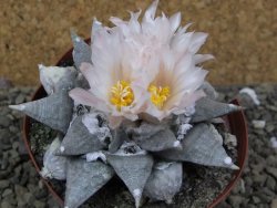 Ariocarpus retusus SB 68 pot 9 cm cites IA