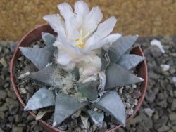 Ariocarpus retusus 8 cm cites IA
