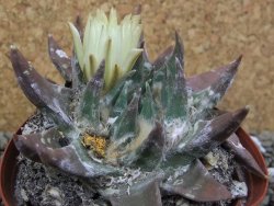 Ariocarpus trigonus elongatus San Antonio pot 9 cm