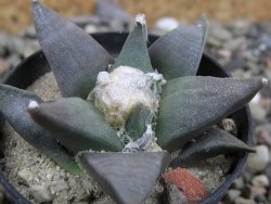 Ariocarpus retusus ? minimus El Ranchito Casilas pot 5,5 cm