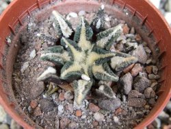Ariocarpus kotschoubeyanus elephantidens Vista Hermosa pot 5,5 cm - 12401350