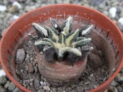 Ariocarpus kotschoubeyanus elephantidens Vista Hermosa pot 5,5 cm