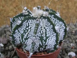 Astrophytum Super Kabuto hybrid pot 5,5 cm