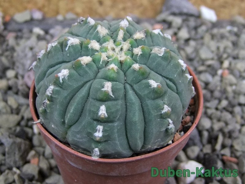 Gymnocalycium vatteri unguispinum, pot 5,5 cm
