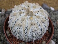 Astrophytum Super Kabuto pot 6,5 cm