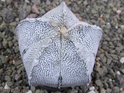 Astrophytum coahuilense snow (Super Coahuilense), pot 5,5 cm