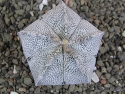 Astrophytum coahuilense snow (Super Coahuilense), pot 5,5 cm - 12401495