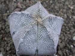 Astrophytum coahuilense snow (Super Coahuilense), pot 5,5 cm - 12401496