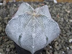 Astrophytum coahuilense snow (Super Coahuilense), pot 5,5 cm - 12401497