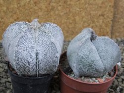 Astrophytum coahuilense snow (Super Coahuilense), pot 5,5 cm - 12401498