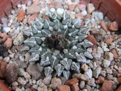 Ariocarpus kotschoubeyanus albiflorus Tula pot 5,5 cm