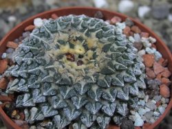Ariocarpus kotschoubeyanus albiflorus Tula pot 6,5 cm