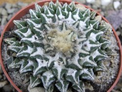 Ariocarpus kotschoubeyanus elephantidens Vista Hermosa pot 6,5 cm