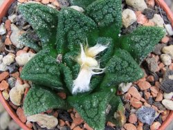 Ariocarpus fissuratus hintonii Matehuala pot 5,5 cm Cites IA
