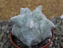 Asrophytum coahuilense Hakuran 5,5 cm