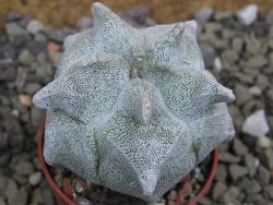 Asrophytum coahuilense Hakuran 5,5 cm - 12401599