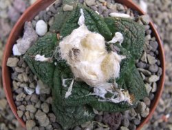 Ariocarpus fissuratus Cuatro Cienegas pot 9 cm