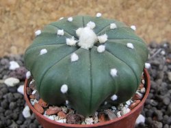 Astrophytum X asterias nudum pot 5,5 cm