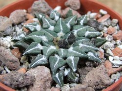 Ariocarpus kotschoubeyanus sladkovskii Rio Verde pot 5,5 cm - 12401633