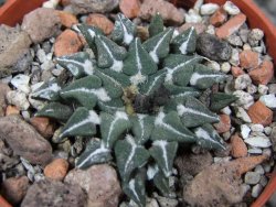 Ariocarpus kotschoubeyanus sladkovskii Rio Verde pot 5,5 cm