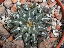 Ariocarpus kotschoubeyanus sladkovskii Rio Verde pot 5,5 cm - 12401635
