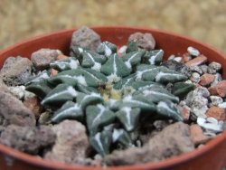 Ariocarpus kotschoubeyanus sladkovskii Rio Verde pot 5,5 cm - 12401636