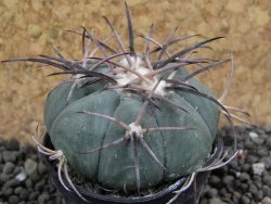 Echinocactus horizonthalonius KKR 81 El Pilar, pot 5,5 cm