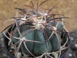 Echinocactus horizonthalonius El Oso pot 5,5 cm - 12401702