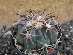 Echinocactus horizonthalonius El Oso pot 5,5 cm - 12401703