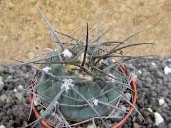 Gymnocalycium armatum LH1431 Pajcho centro, Tarija, pot 5,5 cm