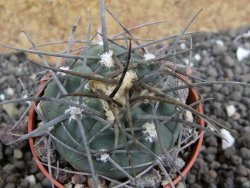 Gymnocalycium armatum LH1431 Pajcho centro, Tarija, pot 5,5 cm - 12401709