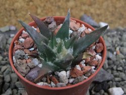 Ariocarpus trigonus horacekii Jaumave, Tam. pot 5,5 cm