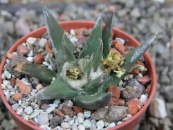 Ariocarpus trigonus horacekii Jaumave, Tam. pot 5,5 cm
