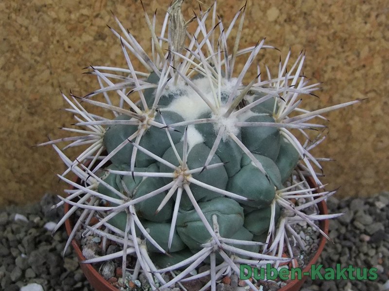Coryphantha valida SB 288 Cerro Bola pot 10 cm