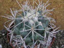 Coryphantha valida SB 288 Cerro Bola pot 10 cm - 12401764