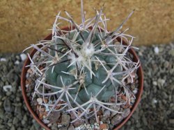 Coryphantha poselgeriana valida El Hundido pot 10,5 cm
