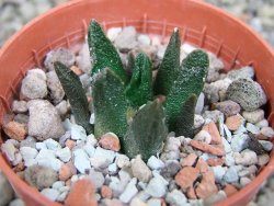 Ariocarpus scapharostrus Rayones, pot 5,5 cm