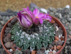 Ariocarpus kotschoubeyanus sladkovskii Rio Verde pot 6,5 cm