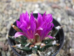 Ariocarpus agavoides pot 5,5 cm cites IA