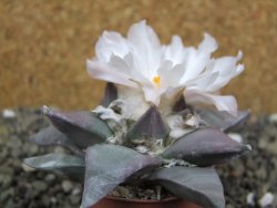 Ariocarpus retusus 8 cm