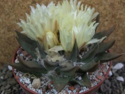 Ariocarpus trigonus pot 10 cm